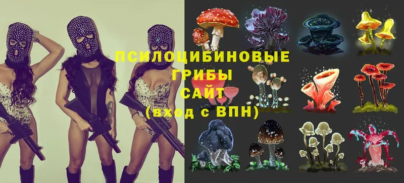 Галлюциногенные грибы Psilocybine cubensis  omg онион  Владикавказ 